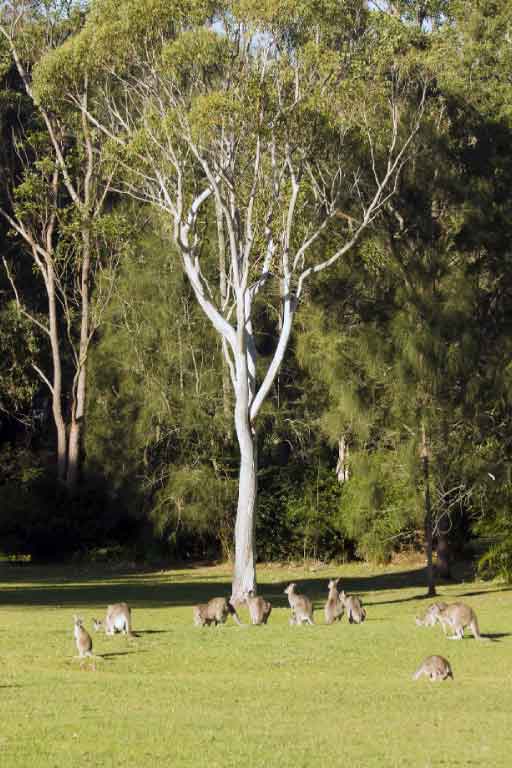 Removalists Toowoomba page image of a ghost gum with kangaroos below